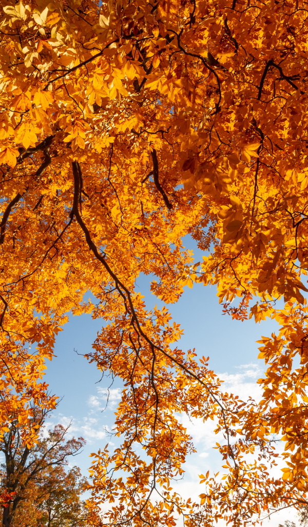 Ветки деревьев с желтыми листьями осенью