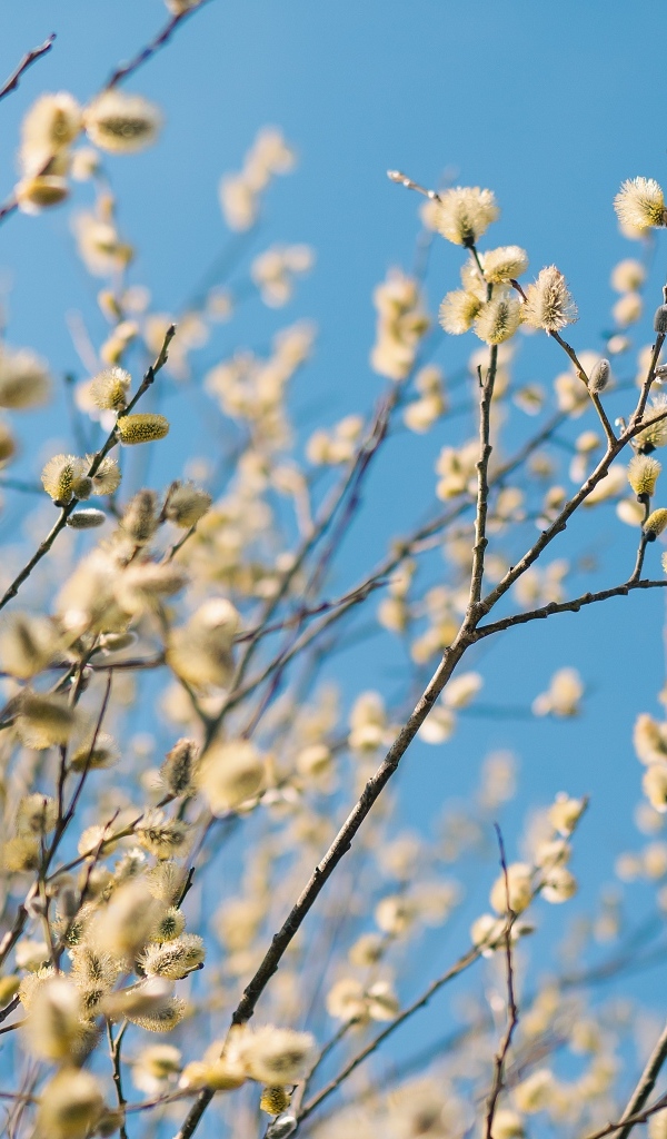 Ветки цветущей вербы на фоне голубого неба весной