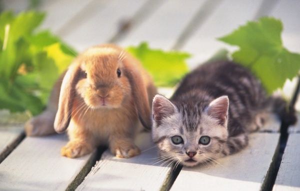 Котенок и заяц