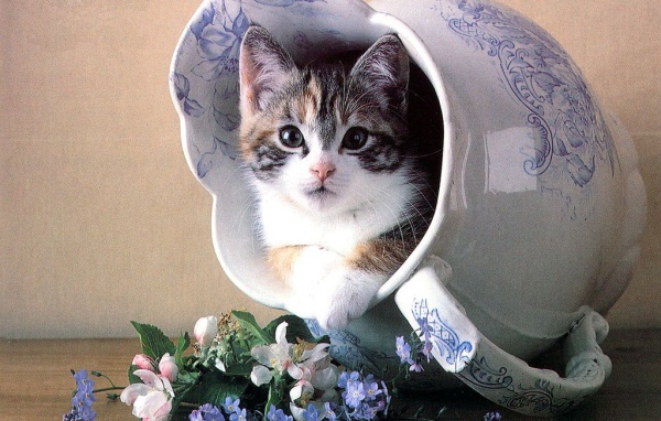 Кошка в вазе