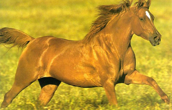 Конь на поле