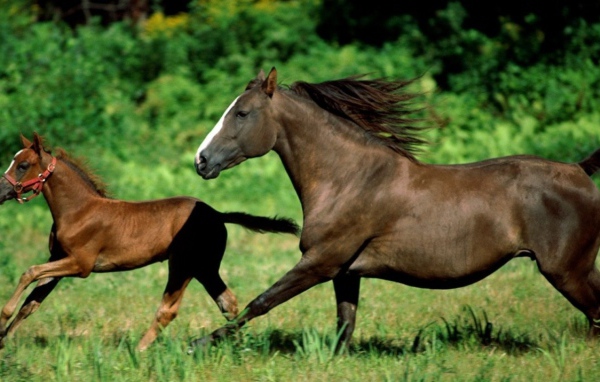 Лошадь и детеныш