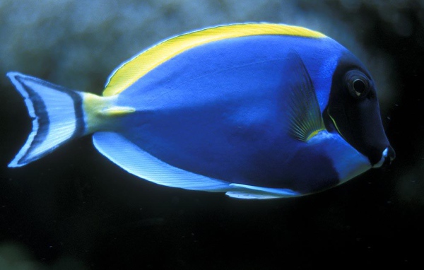 Голубая рыбка