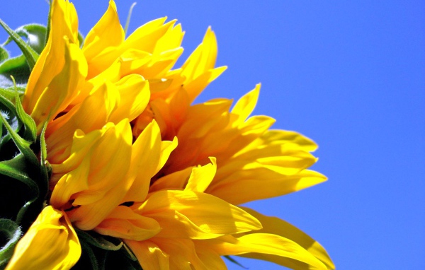 Sunflower, Flowers