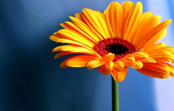 Желтый контрастный цветок, Цветы