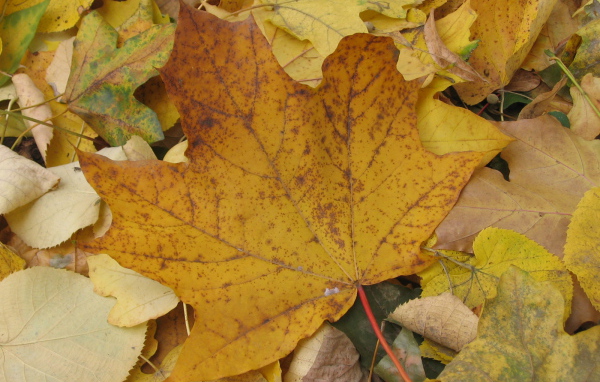 Старый Осенний лист