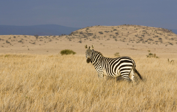 Африканская зебра