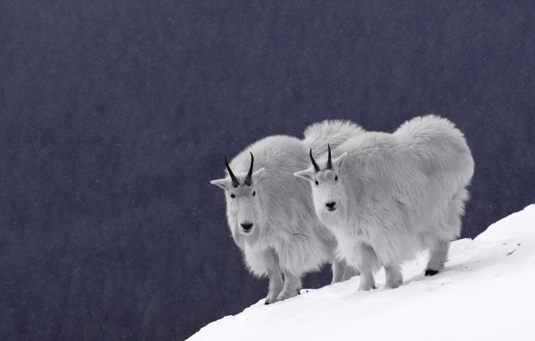 Mountain goats