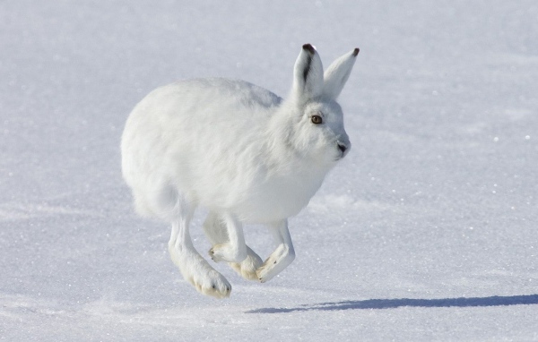 Running White hare