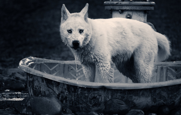 Волк в ванной