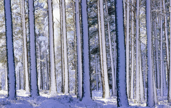Лес после снегопада