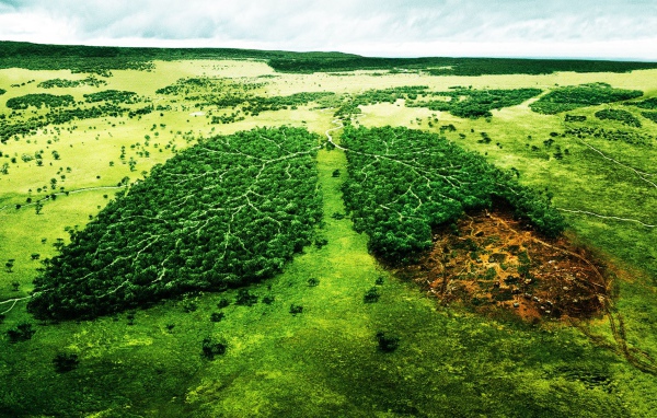 Вырубка леса Больные легкие