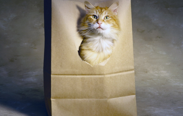 Рыжий кот в пакете