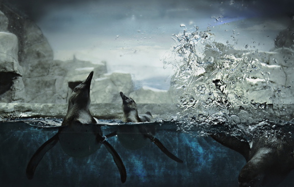 Пингвины в воде