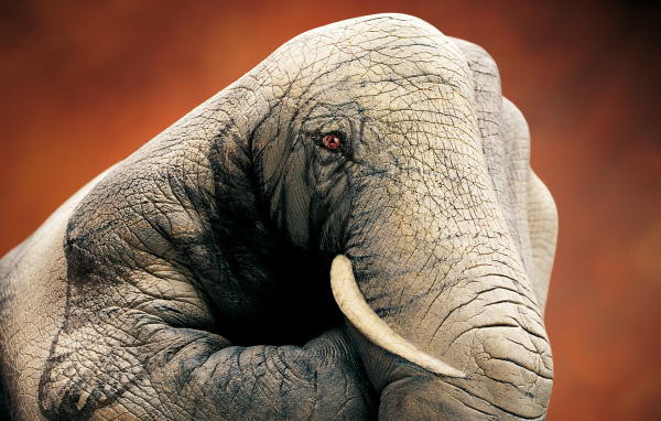 Слон ручной