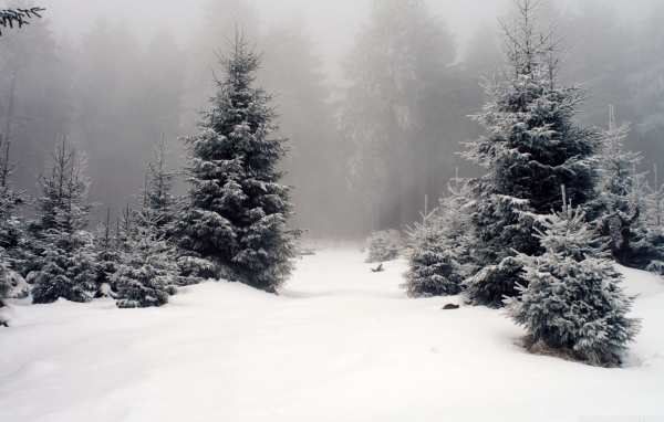 Елки в зимнем лесу