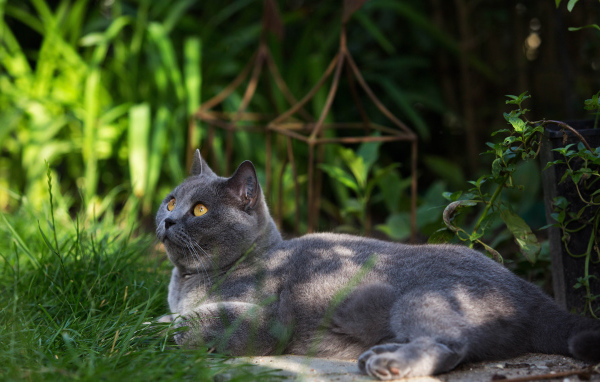 Красивый британский кот на траве