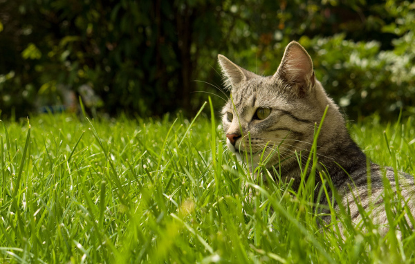 Найди кота в траве