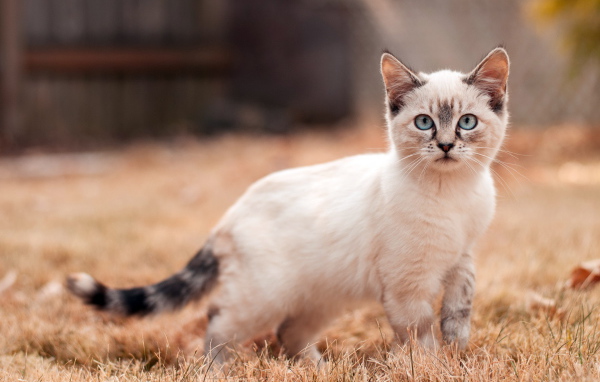 Маленький сиамский кот на засохшей траве