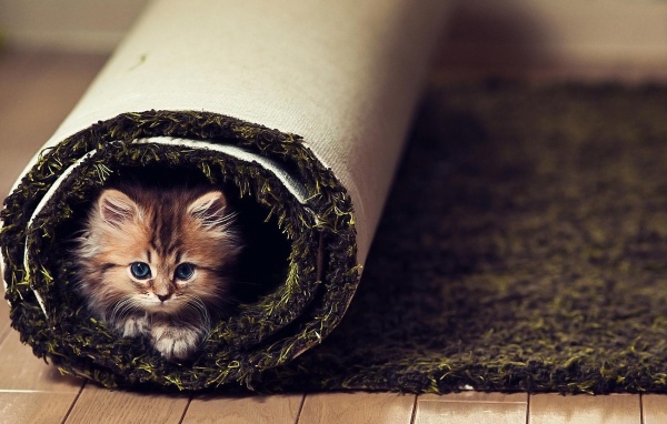 Маленький смешной кот в ковре