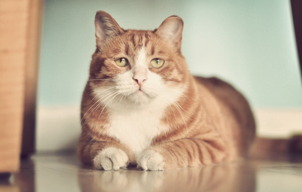 Рыжий грустный толстый кот на полу