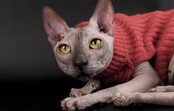 Кот сфинкс в свитере