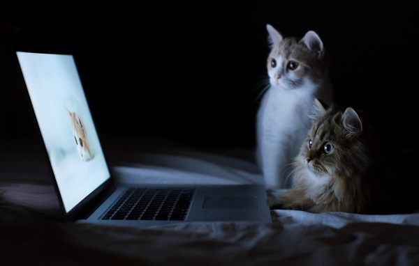 Два кота и лэптоп