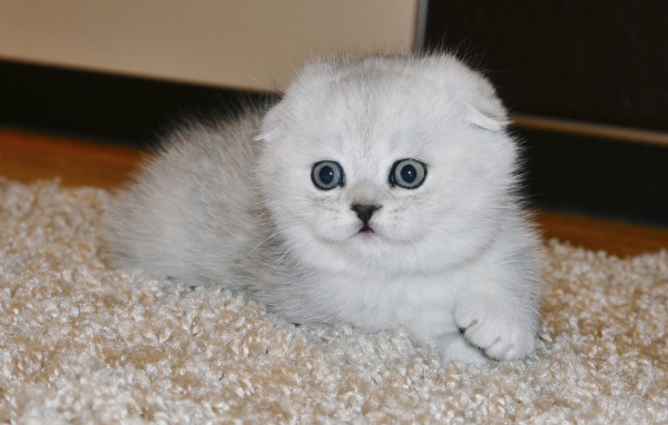 Белый маленький испуганный шотландский вислоухий кот