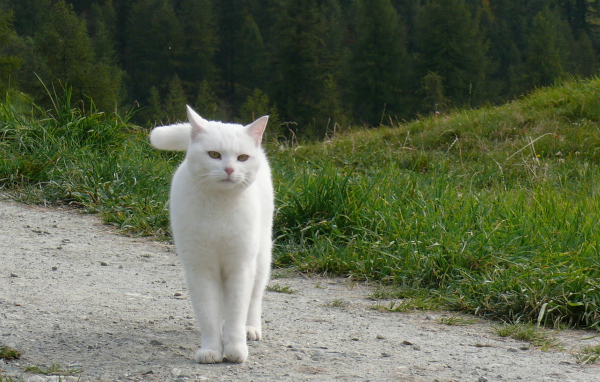  Beautiful white cat walking in the hills