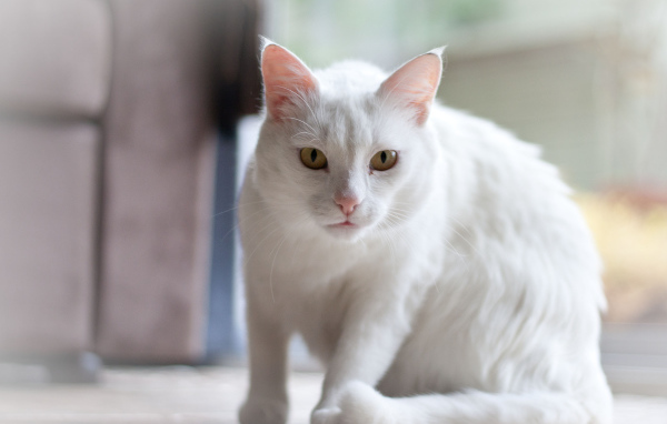 Белый серьёзный кот