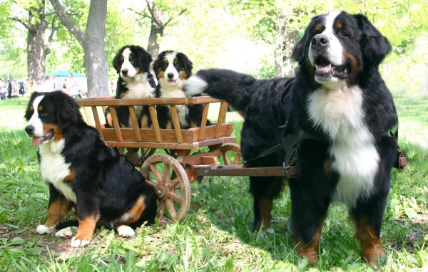 Бернская пастушья собака и её потомство