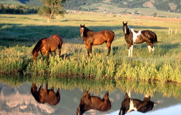 Лошади у ручья