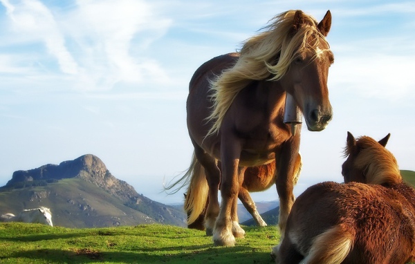Лошадь и жеребенок на траве