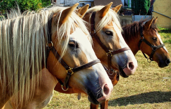 Thoroughbred horses