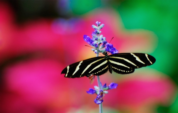 Черно белая бабочка