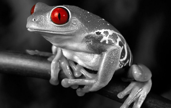 Лягушка с красными глазами