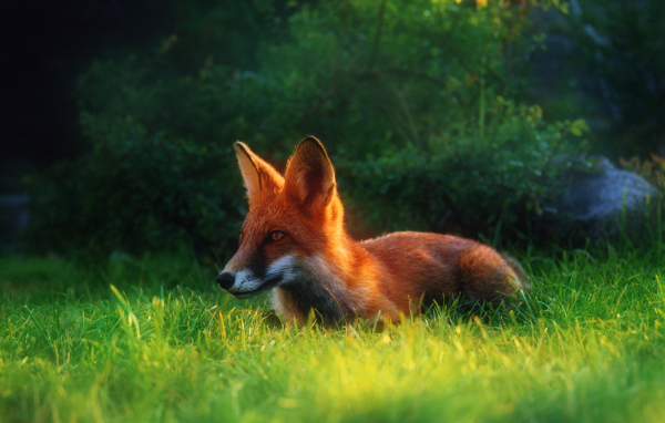 Рыжая лиса в траве