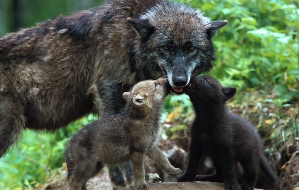 Волчица кормит волчат