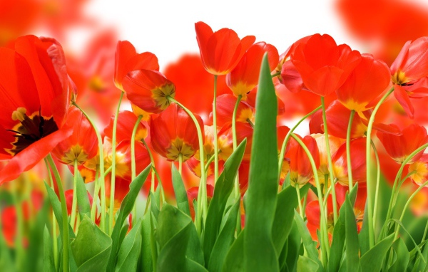 Цветут красно желтые тюльпаны