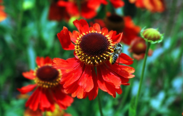 Красные цветы и пчела