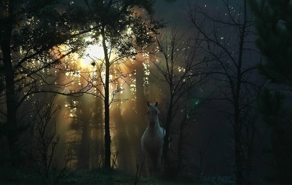 Белая лошадь в осеннем лесу