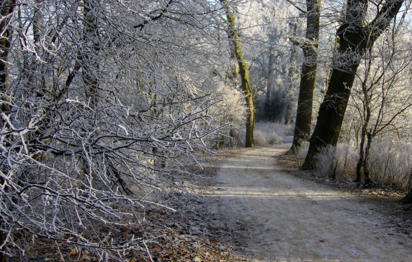 Пейзаж зимний лес