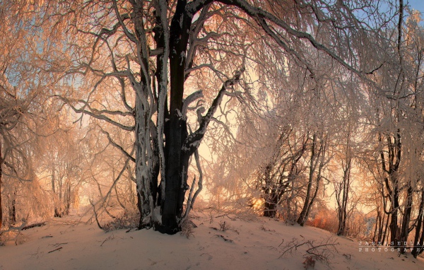 Зимние узоры в заснеженном лесу