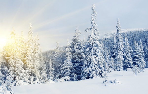 Зима заснеженные деревья 