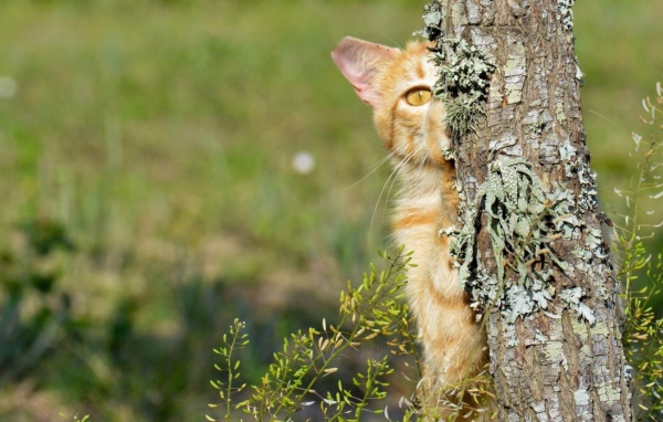 Котенок прячется за деревом