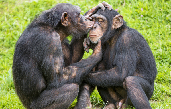 Сладкая парочка шимпанзе