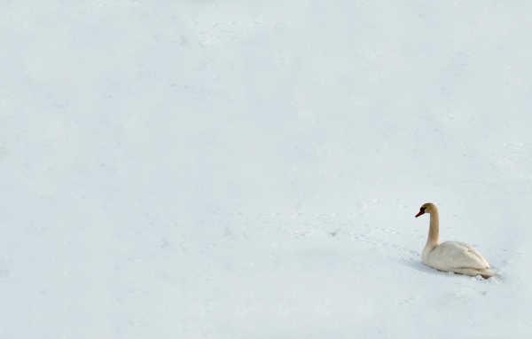 Лебедь на снегу