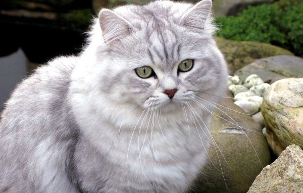 Британская длинношерстная кошка среди камней