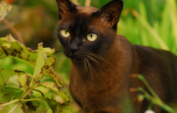 Бурманская кошка среди зелени