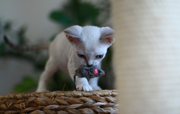 Котенок девон-рекс с игрушкой